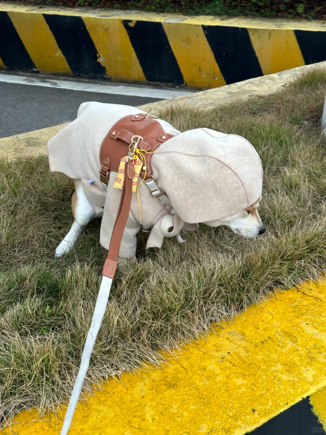 第一批过年回家的狗狗们已经在路上