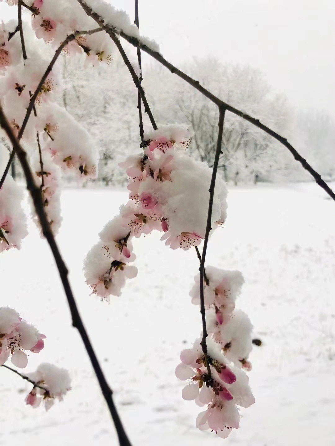 冬去春会来，雪化花会开