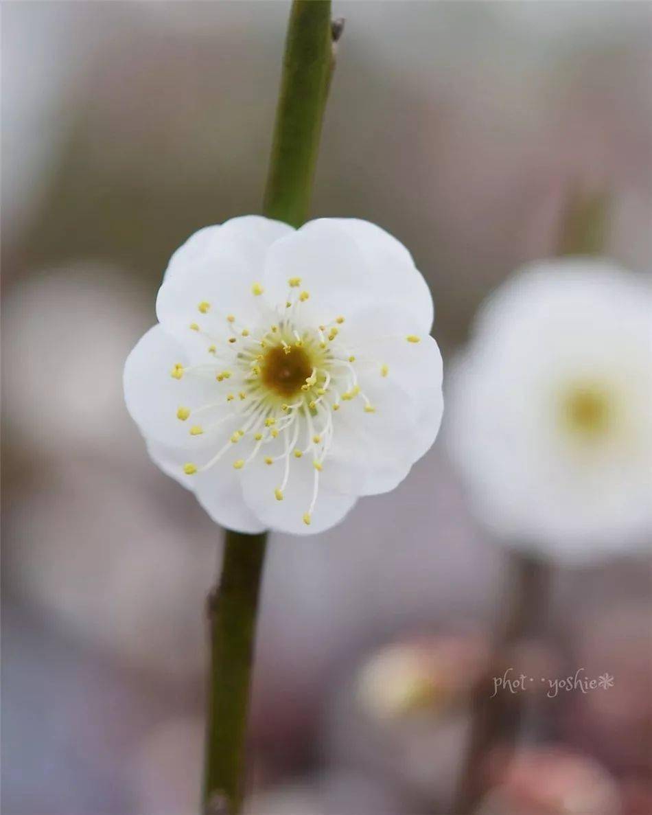 冬去春会来，雪化花会开