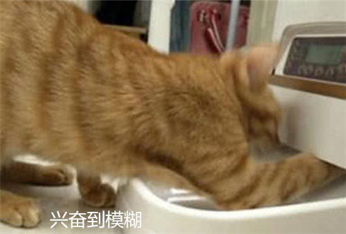 揭秘猫买回来一直响，背后隐藏的秘密你绝对想不到！