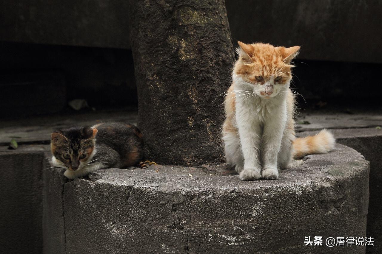 谁信啊？肇事逃逸竟是一辆猫，深度解析事件真相与法规解读！揭秘不可思议的猫咪车祸迷案！震惊社会，引发深思。