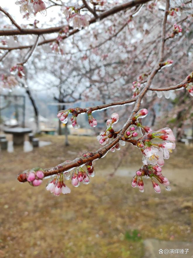 武汉樱花变冰糖葫芦