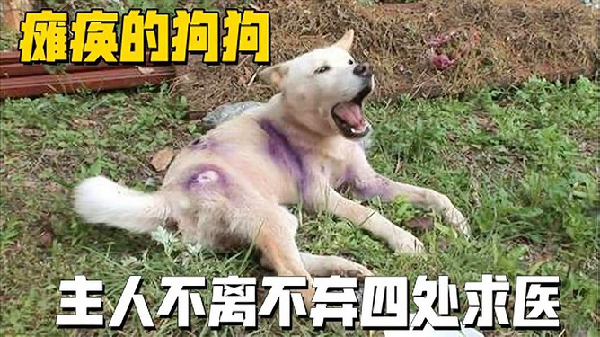 雪豹遭恶犬围捕致残？真相揭秘！最新资讯深度剖析事件内幕。