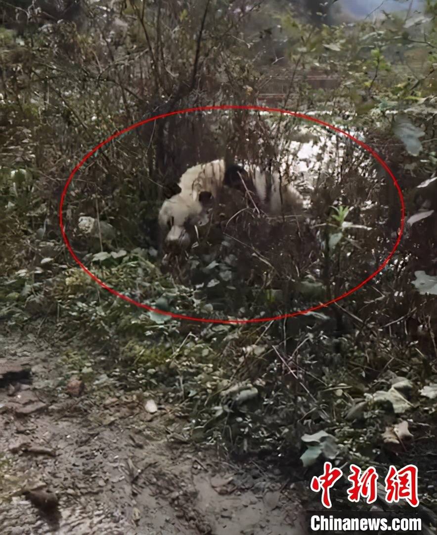 四川凉山野生大熊猫下山去村里串门